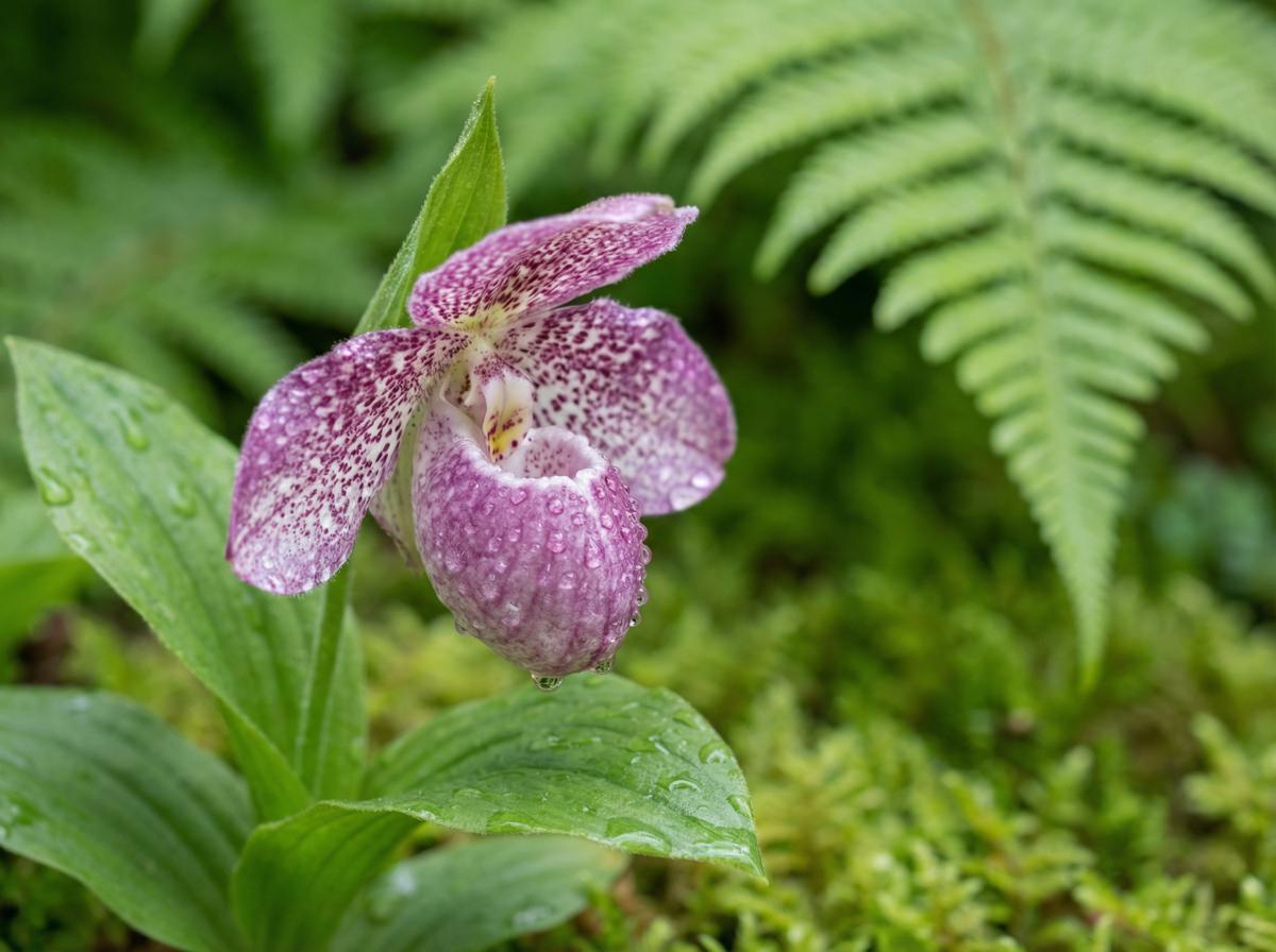 麻豆传媒植物短视频